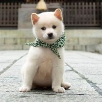 豆柴 (@papauet) Twitter profile photo