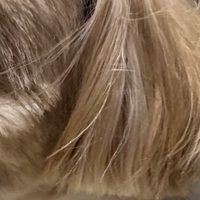 犬とお笑いさんのプロフィール画像