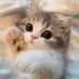 Animal Lover (@animalpiccomb) Twitter profile photo Animal Lover (@animalpiccomb) Twitter profile photo