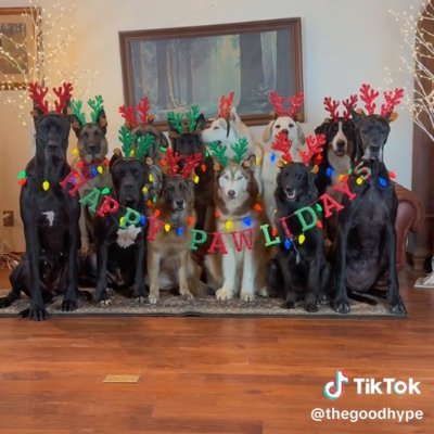 HAPPYPAWLIDAY's profile picture. HAPPY PAWLIDAYS EVERYONE! WILL BE DROPING CA IN 30 MINS