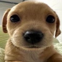 stop the wars 選挙に行こう (@makiss_jp) 's Twitter Profile