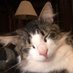 Stormy Tomcat🇨🇦🇺🇸 (@uglycowboy2) Twitter profile photo Stormy Tomcat🇨🇦🇺🇸 (@uglycowboy2) Twitter profile photo