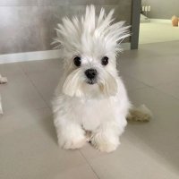 qoit (@qoitqoitqoit) 's Twitter Profile