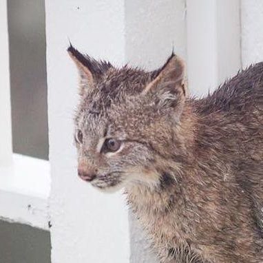 kittycattorr's profile picture. 