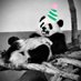 åšãéº»èŸ£ç« (@cryptpanda2) Twitter profile photo åšãéº»èŸ£ç« (@cryptpanda2) Twitter profile photo