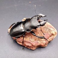 ［店長栗原］クワガタムシカブトムシ専門ショップCIEL (@kuwakabuciel07) Twitter profile photo