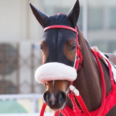 a0_0_13_'s profile picture. 岩手競馬厩務員 𓃗▶︎ 𝔾𝕣𝕒𝕗𝕗𝕚𝕒𝕤 𝕃𝕒𝕕𝕪/𝕄𝕒𝕤𝕖𝕣 𝕂𝕚𝕔/𝕗𝕒𝕚𝕣𝕪/𝔾𝕖𝕟𝕚𝕖 𝕂𝕚𝕔/𝔼𝕔𝕠𝕣𝕠 𝕁𝕒𝕕𝕖