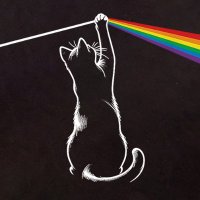 Un gato Cualquiera (Poncho) (@cojogato) 's Twitter Profile