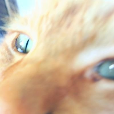 💜心震わす詞や音が必要不可欠
大好きな音・人 ・声に会いに行くのが楽しみで生き甲斐💛猫も私の生き甲斐
※群れ 媚び苦手