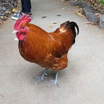 MaguroNabe's profile picture. ツイートしなさすぎてBOTのようになってますが人です。多分もう今年は動かないです