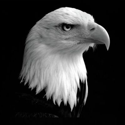 MembroCript's profile picture. ••Investidor 
••mercado digital