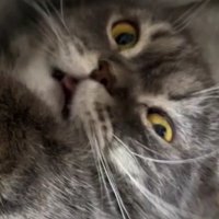 huwaida (@rosavampir) 's Twitter Profile