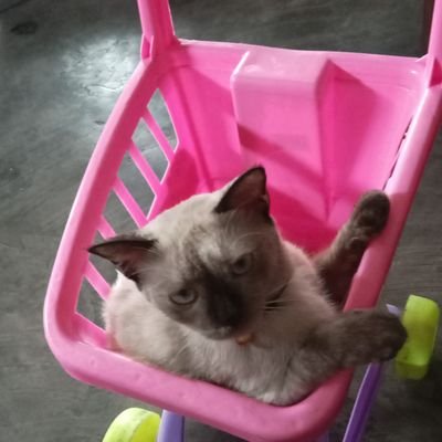 hidup cuma sekali kalo 2 kali nama nya hidup hidup😂