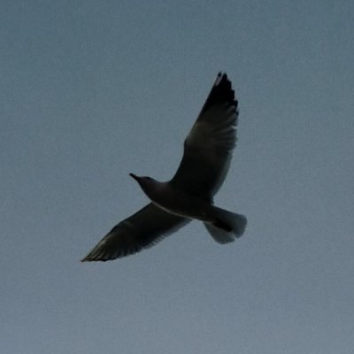 航空大学校卒のエアラインパイロット。国際線&国内線。
ブログで2025年度(令和7年度:最新)までの過去12年分の航空大学校の入試問題総合partⅡの過去問解説してます。
口述対策備忘録も載せてます。
パイロットの日常、航空業界の噂を呟きます。
pilot/airline