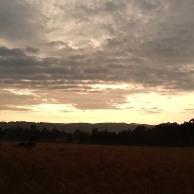 cactuswanax's profile picture. 