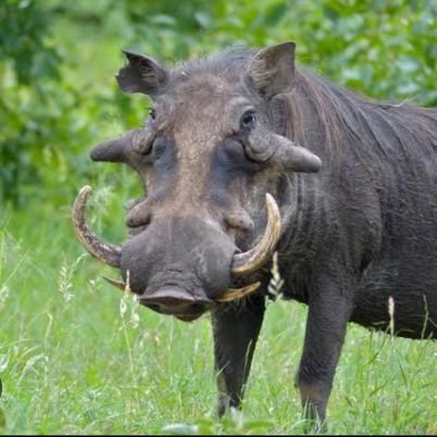 Simphiw89941706's profile picture. Calm,Simple and humble