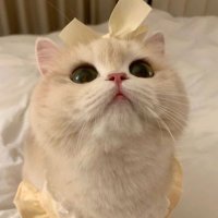 ゆうちゃんぽん (@ll_q0o) 's Twitter Profile Photo ゆうちゃんぽん (@ll_q0o) 's Twitter Profile Photo