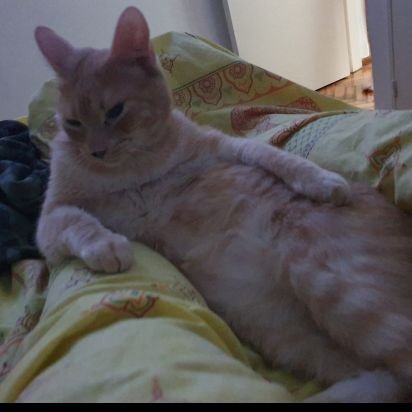 Llegará el día en que el hombre conocerá el alma de las bestias y entonces matar a un animal será considerado un delito como matar a un hombre.
😻♥️