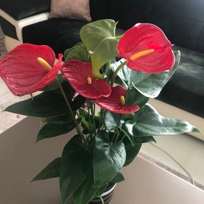 FKocaci's profile picture. 