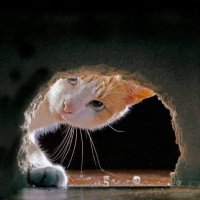 aliye Nalc (@aliyeengin) 's Twitter Profile Photo aliye Nalc (@aliyeengin) 's Twitter Profile Photo
