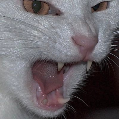 whoskonan's profile picture. 