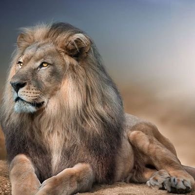 Ali93muhsen's profile picture. احب من خلال صفحتي على تويتر ان اضع الكلمه المناسبه في المكان المناسبه👍ومحاربة الصفحات التي تنتهك القوانين العامه 👍💓👍💓👍✌✌✌  halamadrid#