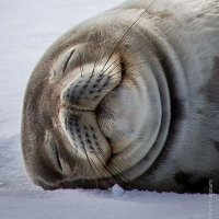 Lankolia (@lankolia_fax) 's Twitter Profile Photo