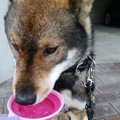 ドラゴンズファンです🥎🐉
前向きにポジティブに✊
「どらポジ」💓
とりあえずAクラスに入ろうよ❗❗
あとはそれから考えよう😄
我が家は犬2頭を飼っています。
DMはお断りしますね。
出会い厨もお断りです。