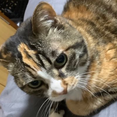 ささやまうたさんのプロフィール画像