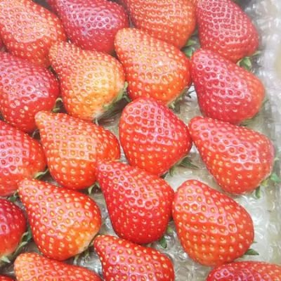 M8JhR6ma0jXEu0n's profile picture. 脳出血で倒れました。
 2023年10月10日
右手がほとんど動きません 車椅子 と杖 を使っています。 片麻痺 要介護2 。 装具がないと歩きません 右半身麻痺です。 乳がん が見つかり 2024年 7月 手術しました 。 無言フォロー 失礼します