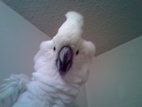 I'm a 23 year old Umbrella Cockatoo. I live with my human mom and my two kitty cats in NYC. I'm an animal model & actor. I love to talk and dance.