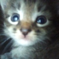 Tsuki ⋆ (@tsuukiis) 's Twitter Profile