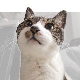 あぢ（z-）そよ風邪さんのプロフィール画像