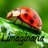 Limaginaria 🐞