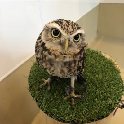 dl0IGWzt5BtAYiA's profile picture. 麻雀、パチンコ Mリーグアベマズ だしまき2号 無言フォロー失礼します 初見タメ口さんには反応しませんのでよろしくお願いします