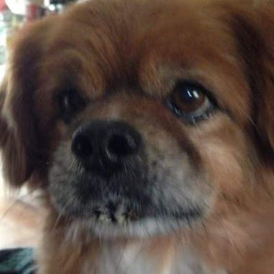 joshallanguyver's profile picture. 