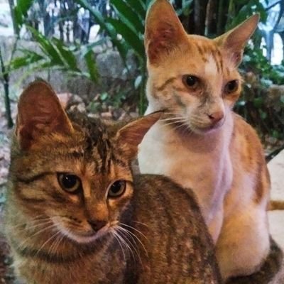 imssgji's profile picture. OSINT COLLECTOR - ONLY VALIDATED DATA ACCEPTED PLEASE