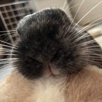 もこうさ(ᐡ•͈ ·̫ •͈ᐡ )。 (@moco_chacha_) 's Twitter Profile