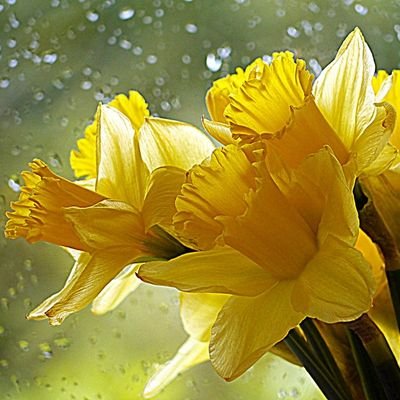 Daffodil_Rain_2's profile picture.