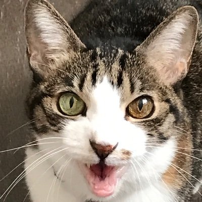 mitsu_ruru3131's profile picture. 