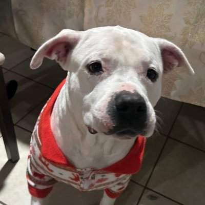 mr_Alvares's profile picture. Que no pare la JODA!