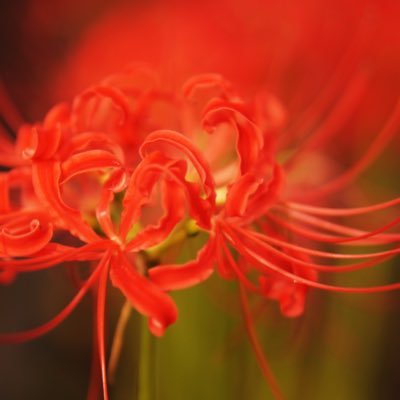 ak_v92's profile picture. アクの🗝垢 妄想  愚痴などなど