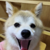 くぅちゃん🐶 (@unyo_c) Twitter profile photo くぅちゃん🐶 (@unyo_c) Twitter profile photo
