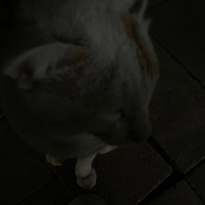 actydiy's profile picture. 