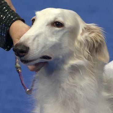 fishfearing's profile picture. i enjoy drinking the ocean and all the funny creature that live within it ⚓︎ oc + sometimes fandom artist