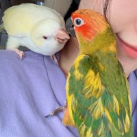 NANA🦜 (@nanayafc) 's Twitter Profile