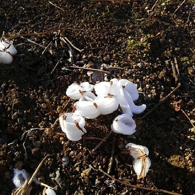 そろそろ涼しくなったし色々やろうと思ってる真魅さんのプロフィール画像