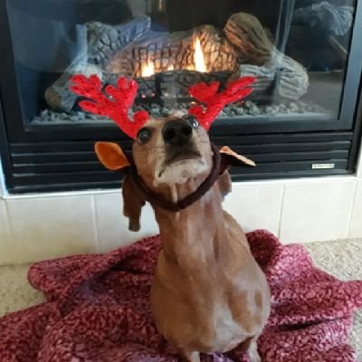 wonderbeaglemurphy Profile