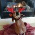 wonderbeaglemurphy (@wonderbeagmurph) Twitter profile photo wonderbeaglemurphy (@wonderbeagmurph) Twitter profile photo