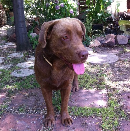 BuscandoChoco's profile picture. Hola, me llamo Choco. Soy un labrador retriever de color chocolate. Me perdí hace unos meses. Por favor, sígueme y ayuda a mi dueño a encontrarme. Gracias